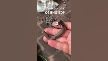 Sản xuất sâu cốp pha xây dựng #coppha #shorts