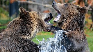 Brown Bear Attack | Dangerous Encounters: Alaska's bear country and Beyond | New video 2022 #ZK