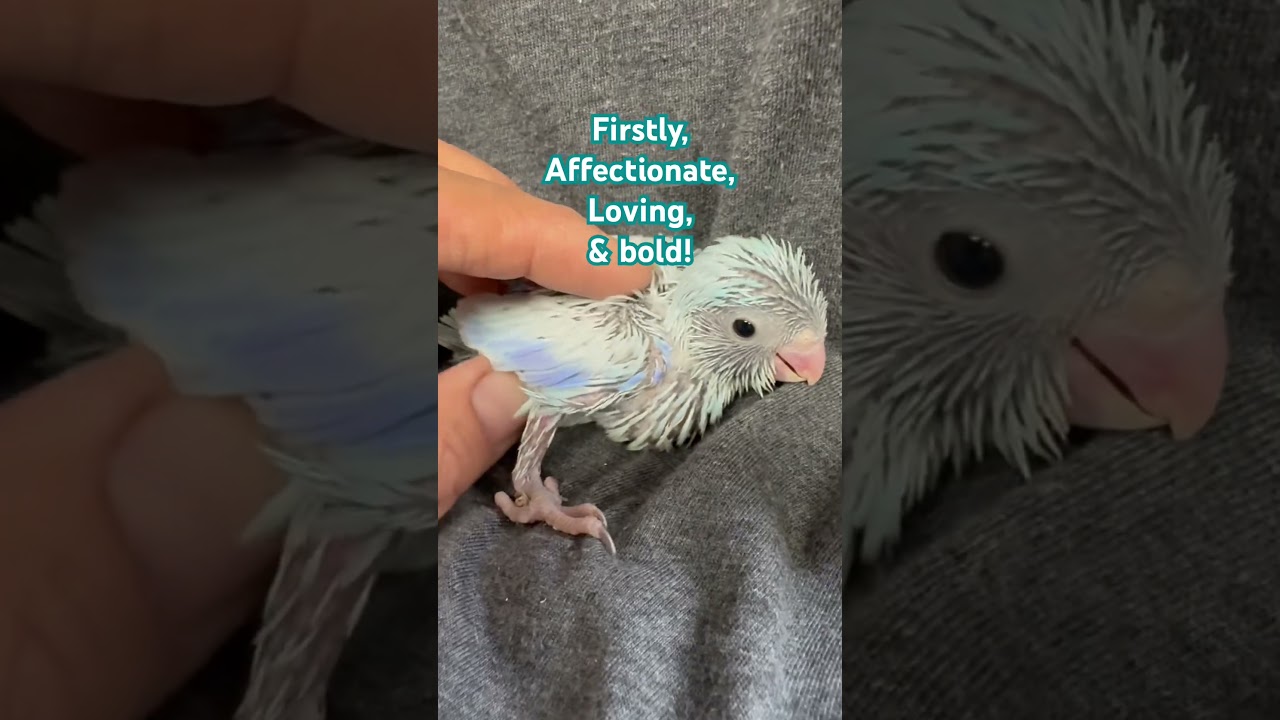 Pocket Parrot: smallest in Captivity | #birds #parrot_bliss #parrotlet