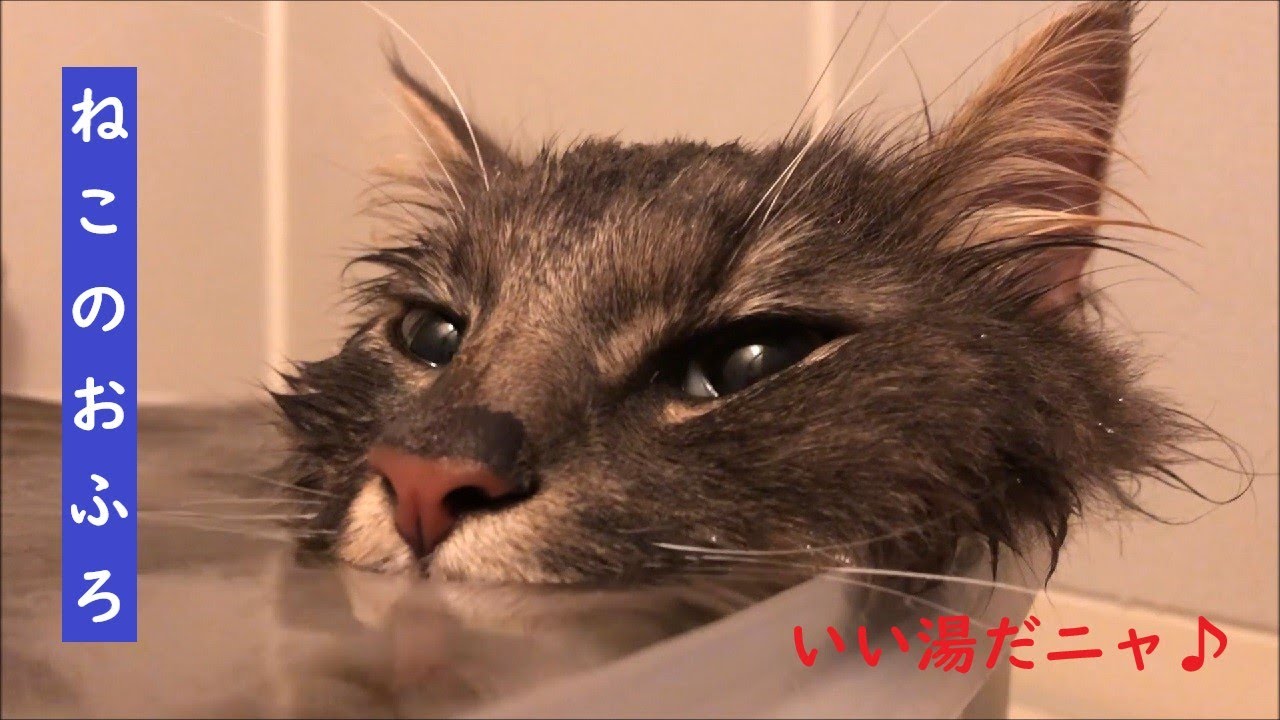 お風呂好き猫 気持ち良すぎて放心状態？ - YouTube
