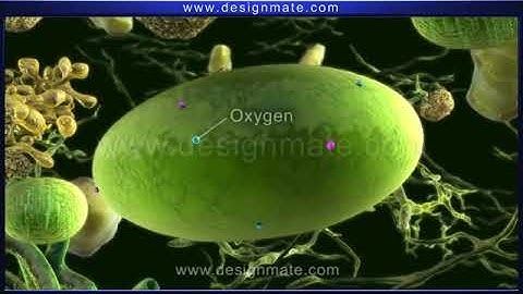 how photosynthesis takes place in plants & Process Of Photosynthesis animated