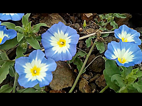 Video: Bindweed Trobojna