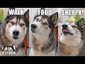 Husky Can’t Believe His Ears! Best Friend Reunion! Saying his Fave Words!