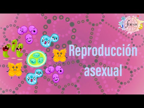 Vídeo: Hi ha variacions en la reproducció asexual?