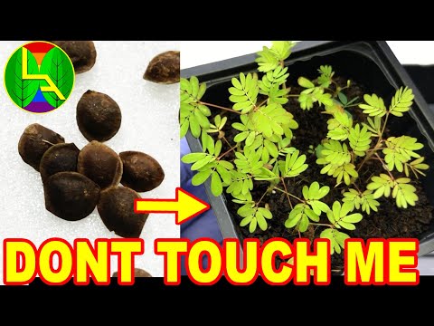 How to grow mimosa plant ?