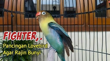 Suara LOVEBIRD Ngekek Panjang FIGHTER, Pancingan Mantab Buat Lovebird Agar Rajin Bunyi