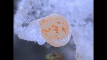 What if Proxima Centauri collided with the sun? #space #simulation #astronomy #cosmos #spacesim#nasa