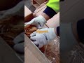 Australia's Biggest Tobacco Seizure! #BorderSecurity #Shorts #australia