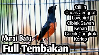 MASTERAN MURAI BATU FULL ISIAN TEMBAKAN CILILIN LOVEBIRD KENARI CUCAK CUNGKOK JENGGOT CIBLEK KORLAP