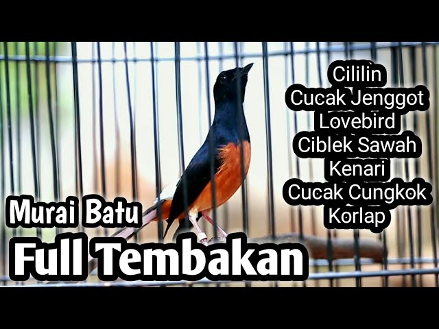 MASTERAN MURAI BATU FULL ISIAN TEMBAKAN CILILIN LOVEBIRD KENARI CUCAK CUNGKOK JENGGOT CIBLEK KORLAP class=