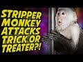 Texas Coach&#39;s Stripper Girlfriend&#39;s Monkey Attacks Child on Halloween?!