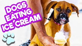 Adorable Dogs Eating Ice Cream | Funny Dog Compilation | #thatpetlife