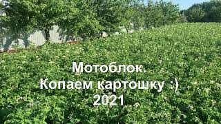 Мотоблок. Копаем картошку :) 2021