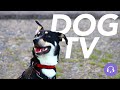 Dog TV: 20 Hours of Entertaining Trail Walks, Beach Strolls and More! (NEW)