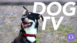 Dog TV: 20 Hours of Entertaining Trail Walks, Beach Strolls and More! (NEW)