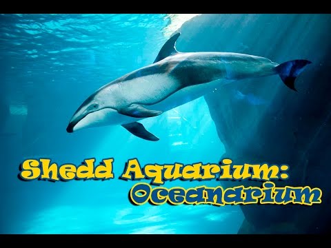 shedd-aquarium---oceanarium