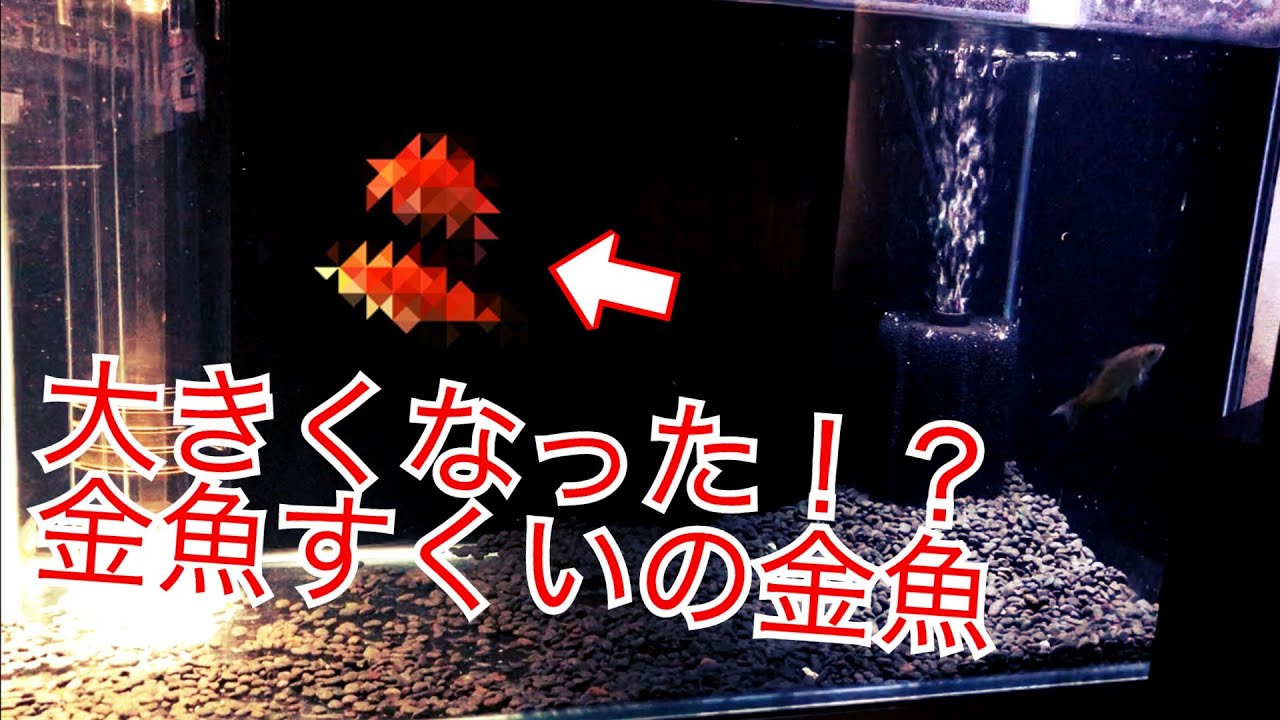 金魚鉢で金魚を飼うのは虐待らしいので オーバーフローにする Youtube