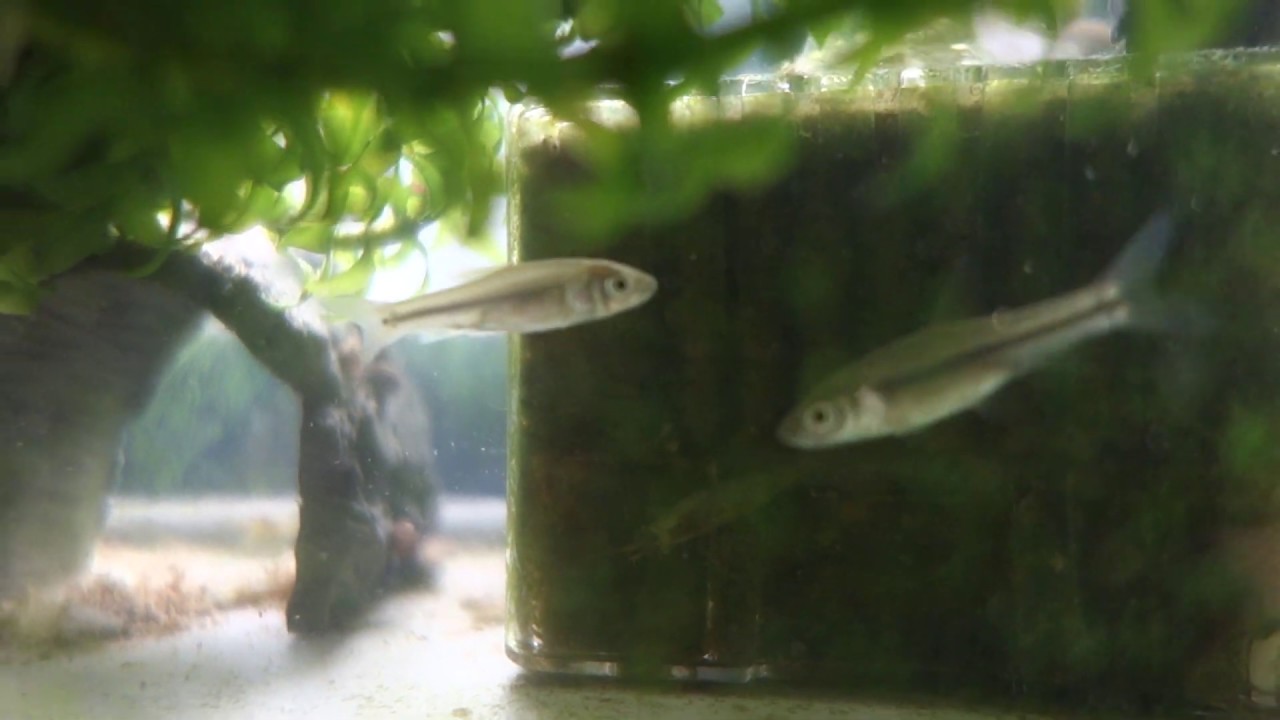 オイカワと思っていた2匹の幼魚が成長したらタモロコだった 私の趣味 オイカワと思っていた2匹の幼魚が成長したらタモロコだった 私の趣味