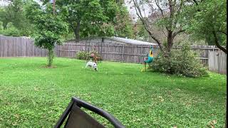 Meet Raymond A Terrier American Staffordshire Currently Available For Adoption 4102020 50143 P