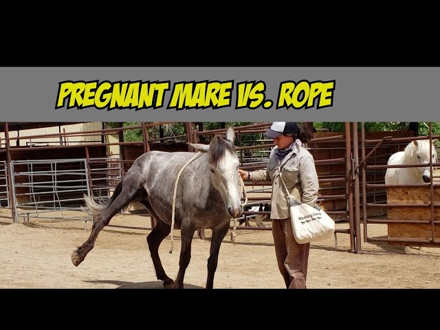 Task 16 Desensitizing to Rope | The Belle Parker Series