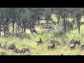 Witness The Miracle Of Life In Tanzania Ndutu Calving Season By Nyamera Treks And Safaris Witness The Miracle Of Life In Tanzania Ndutu Calving Season By Nyamera Treks And Safaris