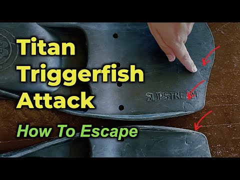 Triggerfish Attack -