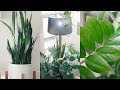 Peaceful Plant Tour – Indoor Houseplant Collection 🌱