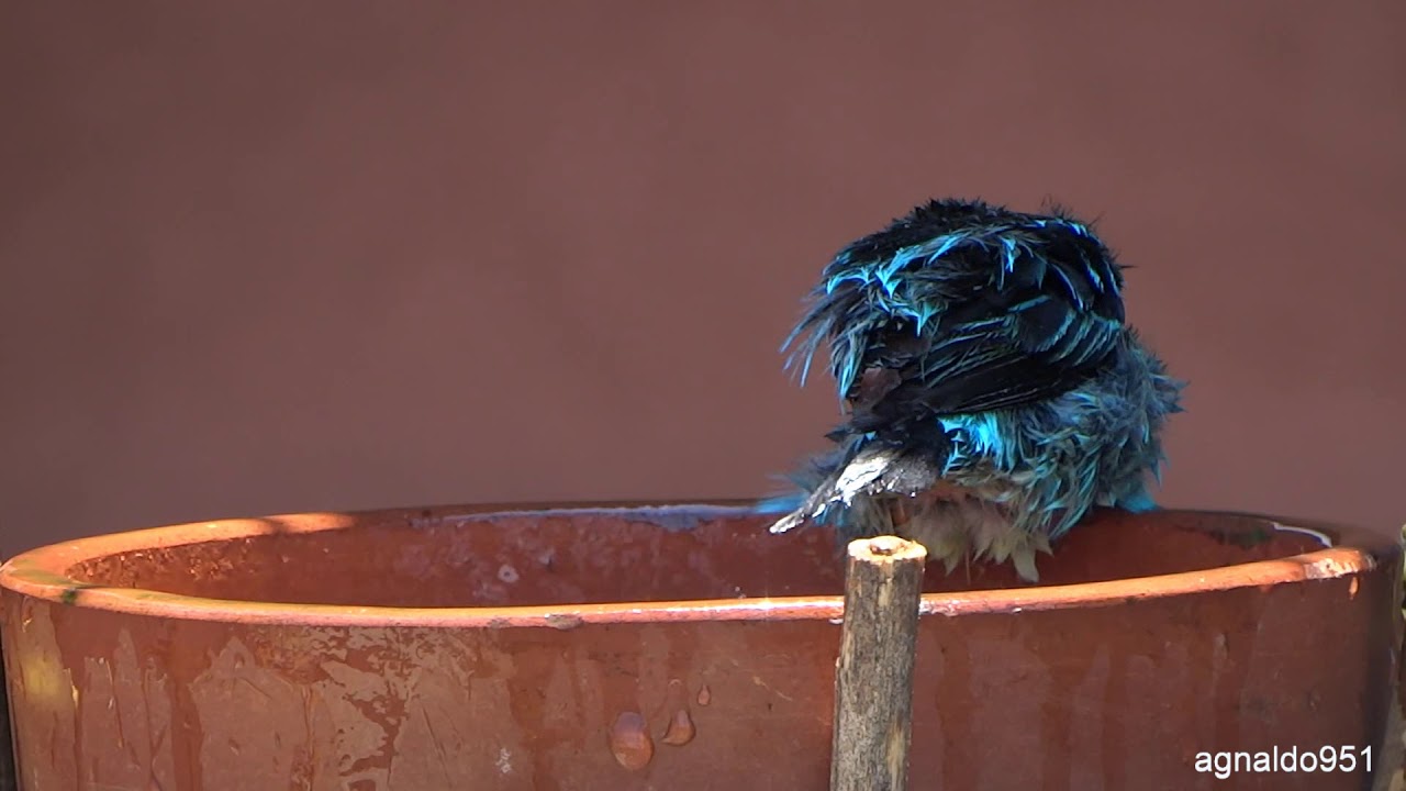 Banho de passarinho - Saí-azul (Dacnis cayana) 