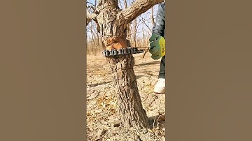 Techniques to Manage Jujube Trees and Improve Fruit Setting