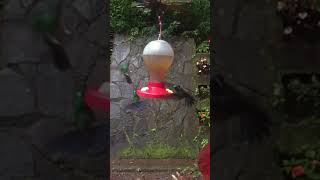 Hummingbirds