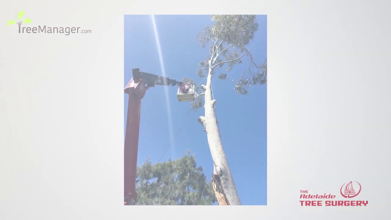Adelaide Tree Surgery Testimonial - YouTube
