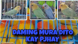 PART 3 BOCAUE PET MARKET DAMING MURANG LOVEBIRDS KAY PJ #lovebird #birds #bocauepetmarket