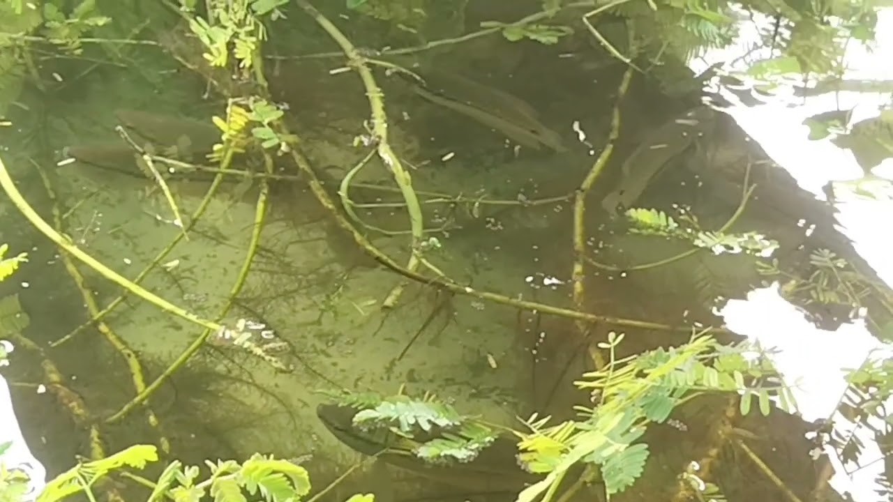 มือใหม่เพาะเลี้ยงปลาสลิด