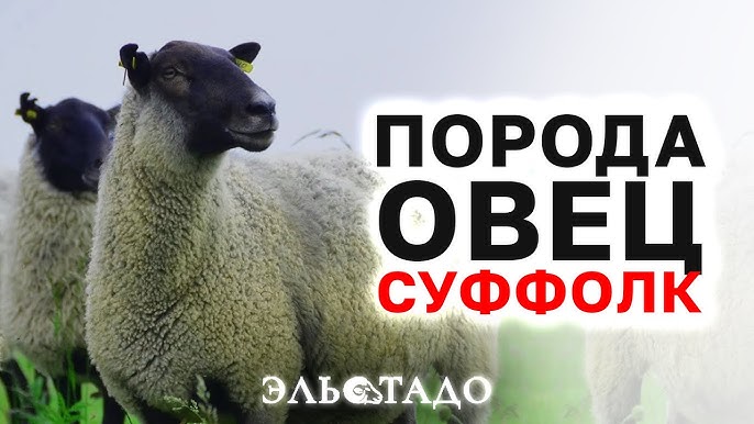 Инвестиции в разведение мясных овец Суффолк: бизнес возможности в России и СНГ