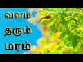 வளம் தரும் மரம் /  Siththarkal Manthiram- Sithar- sithargal-siddhar-sith...