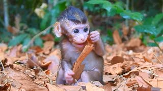 So beautiful, Monkey mother busy finding food, but she never forgets her baby