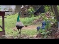 🇱🇰Peacock in the garden #birdwatching #peacock