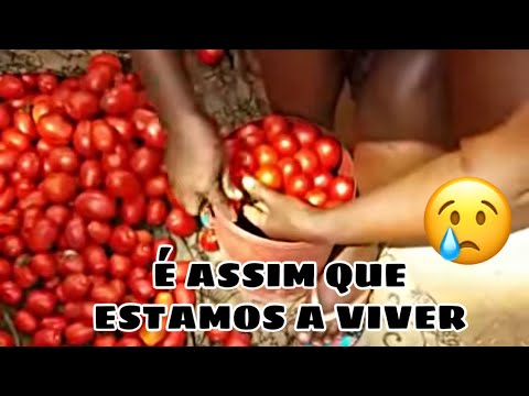 Vídeo: Como Fazer Uma Farsa