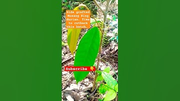 Time To Cutback Side Grafted Musang King Durian @KaHortiTV1534