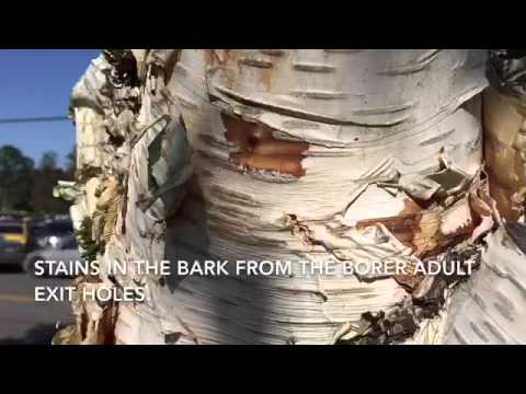birch borer birch borer