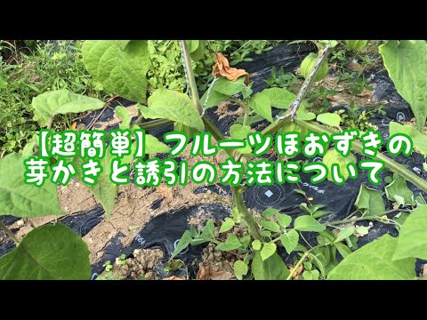 超簡単 フルーツほおずき 食用 の 芽かきと誘引の方法について Youtube