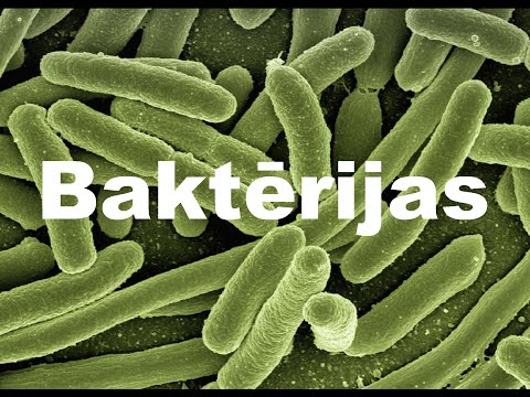 Baktērijas