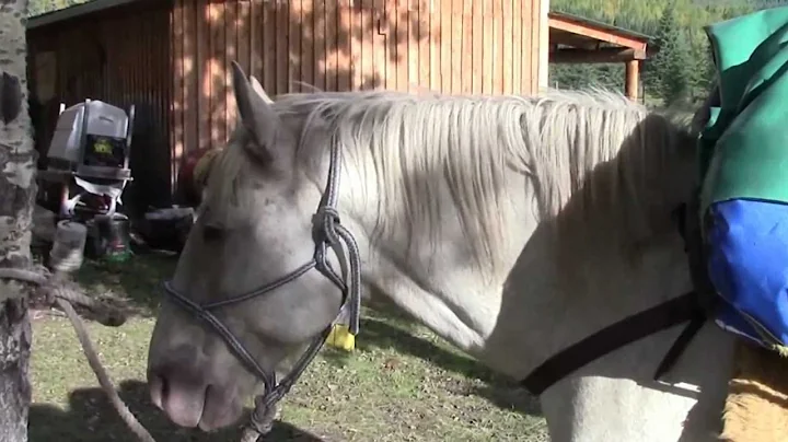 DDR Hunts Elk  2012 Northern BC.mp4