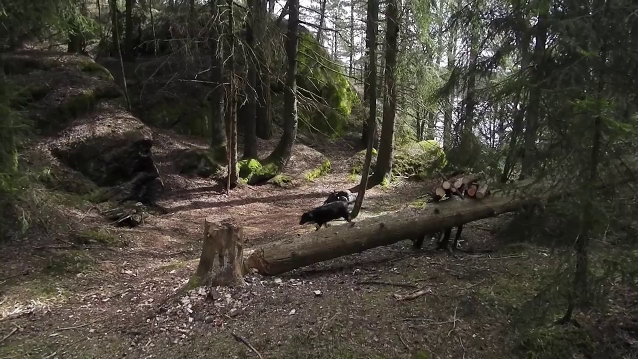 Bushcraft Sweden April 2015 Solo Youtube 