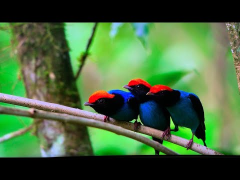 NETFLIX OUR PLANET BIRD MATING DANCE FUNNY/ David Attenborough