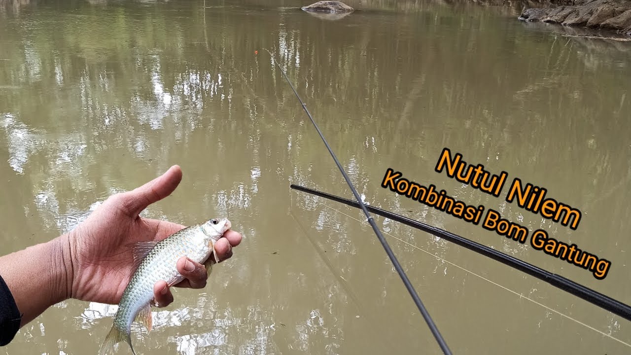 Nutul nilem gak pakai lama umpan saya di sambar!!