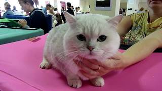 British Shorthair Chinchilla Cat 'Disney'