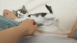 What Do Kittens Do When They Want to Show their Love to Humans?