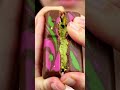 This is too Satisfying #shorts#satisfying#oddlysatisfying#loop#viral