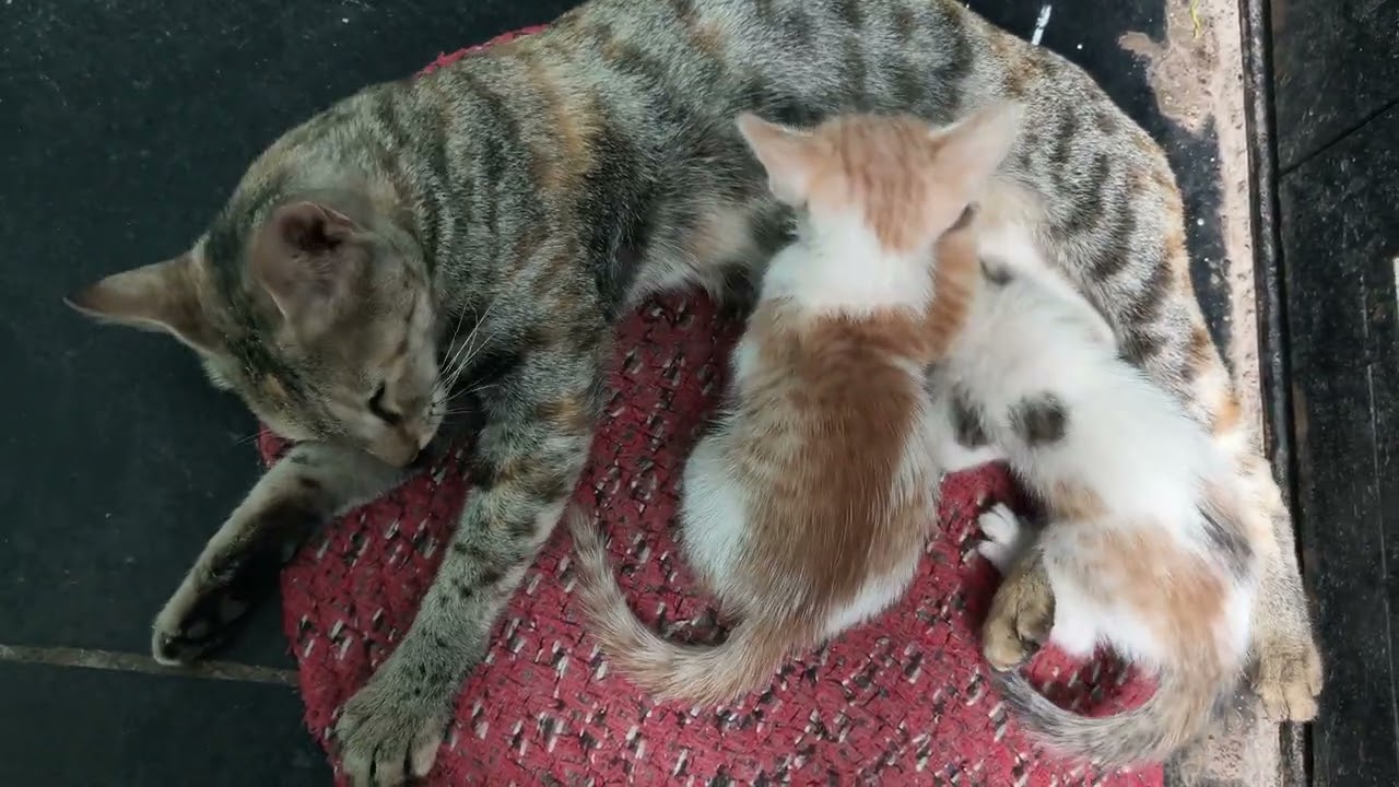 Kids: Our only aim is sufficient milk 